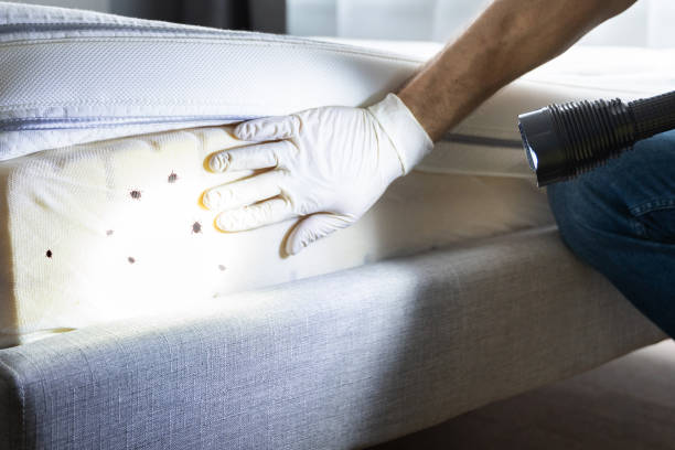 Best Flea Control Services  in Malibu, CA