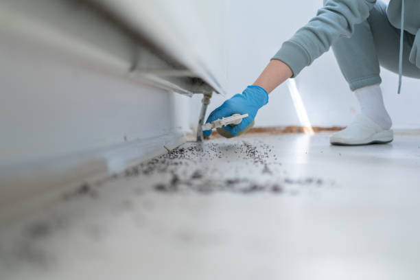 Best Local Pest Control Services  in Malibu, CA